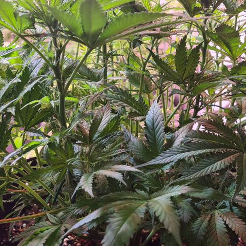 Watermelon x Zkitlles La Semilla growlog timeline photo