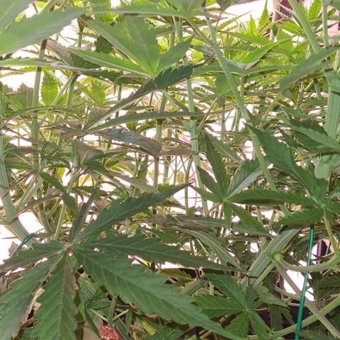 Cookie Gelato  growlog timeline photo