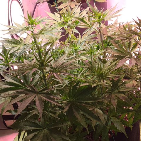 Cookie Gelato  growlog timeline photo