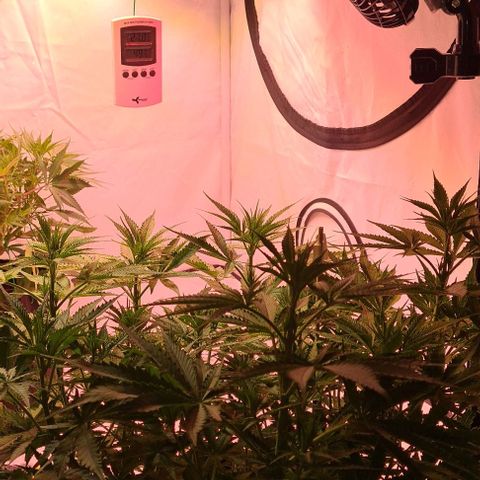 Cookie Gelato  growlog timeline photo
