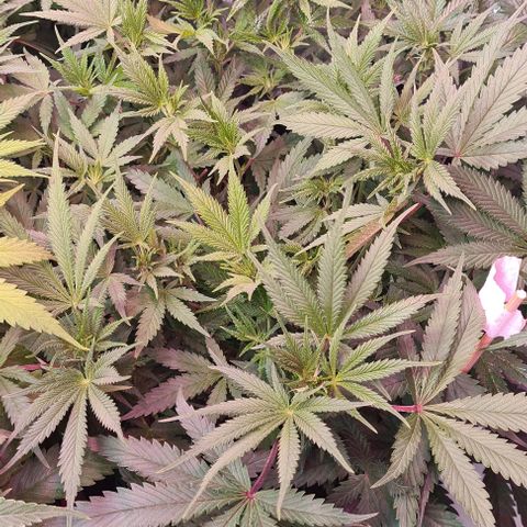 Odd growlog timeline photo