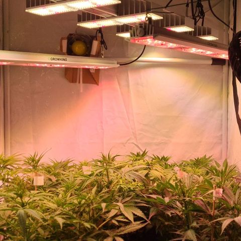 Skunk #1 growlog timeline photo