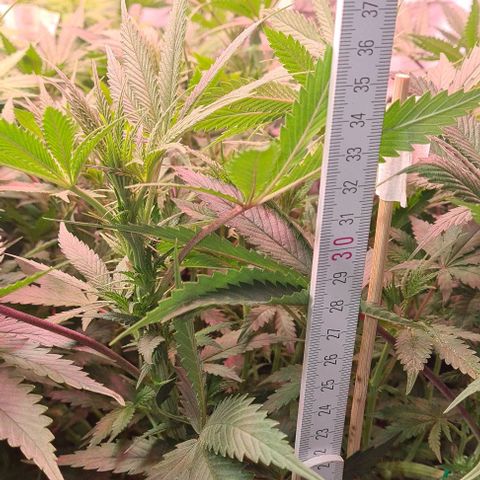 Odd growlog photo: 35cm