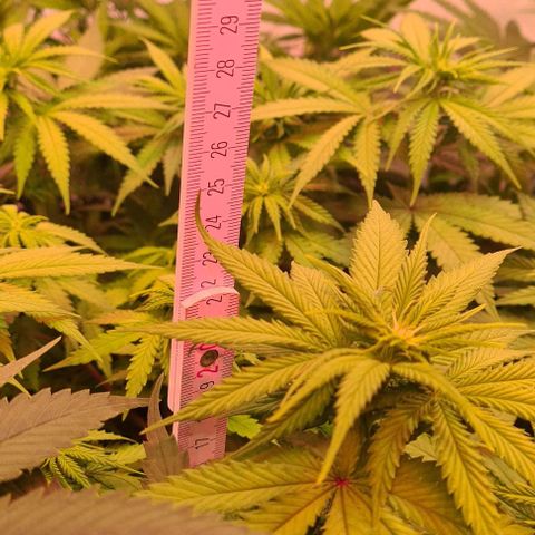 Skunk #1 growlog timeline photo