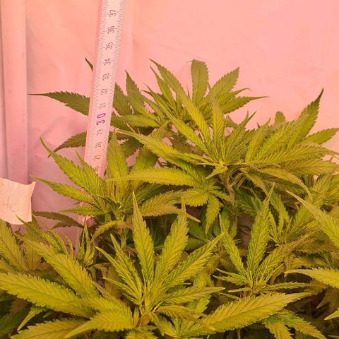 Watermelon x Zkitlles La Semilla growlog timeline photo