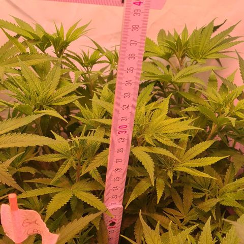 Cookie Gelato  growlog timeline photo