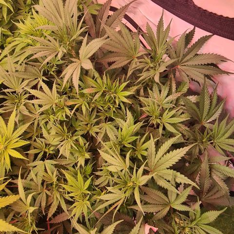 Odd growlog timeline photo