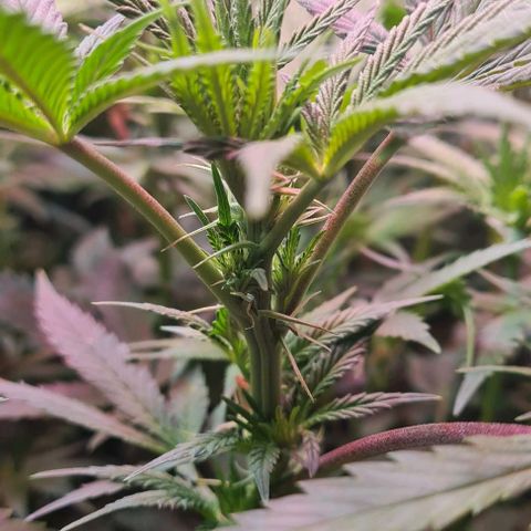Odd growlog timeline photo