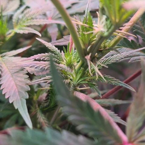 Odd growlog timeline photo