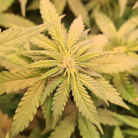 Skunk #1 growlog timeline photo