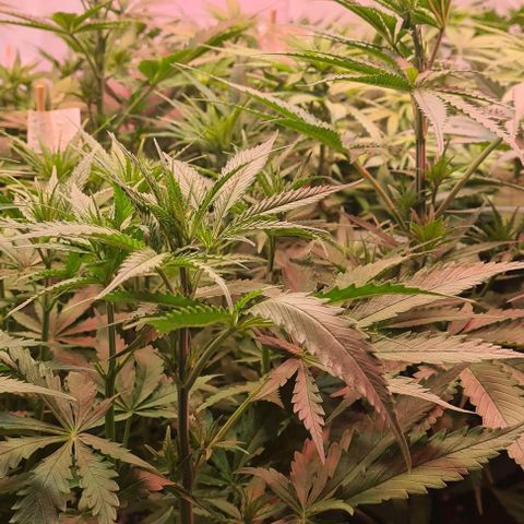 Cookie Gelato  growlog timeline photo