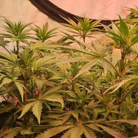Cookie Gelato  growlog timeline photo