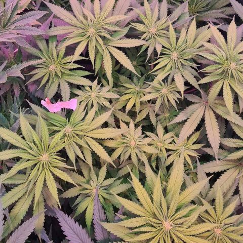 Skunk #1 growlog timeline photo