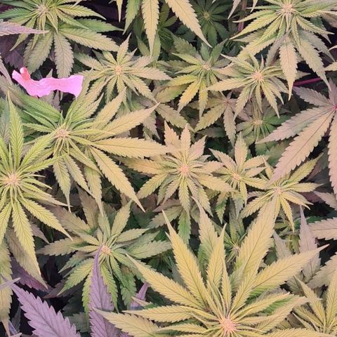 Skunk #1 growlog timeline photo