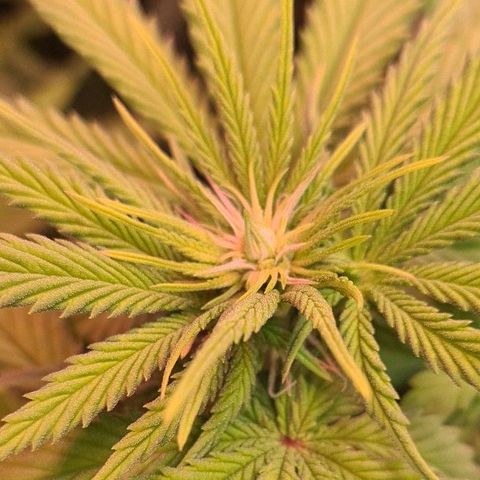 Skunk #1 growlog timeline photo