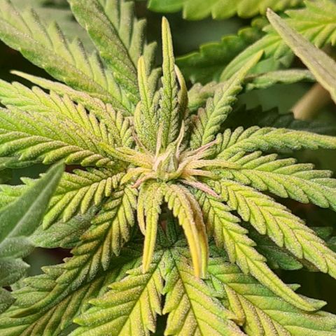 Skunk #1 growlog timeline photo
