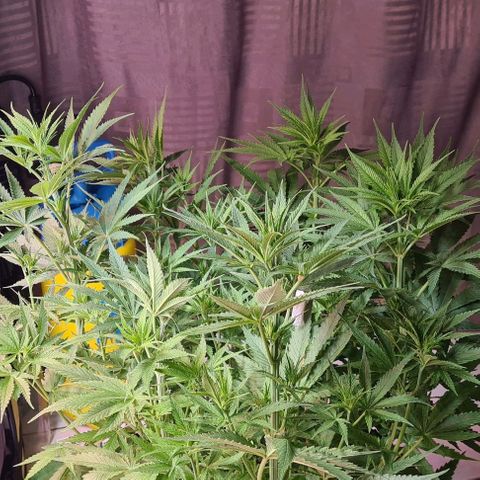 Cookie Gelato  growlog timeline photo