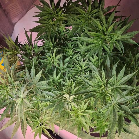 Cookie Gelato  growlog timeline photo
