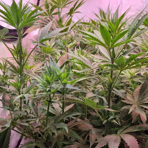 Cookie Gelato  growlog timeline photo
