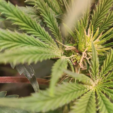 Odd growlog timeline photo