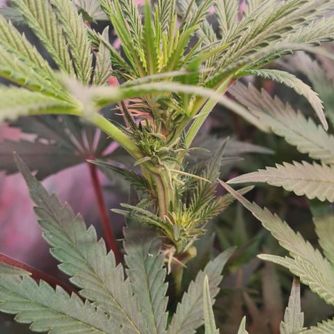 Odd growlog timeline photo