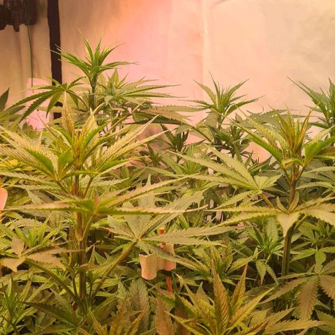 Cookie Gelato  growlog timeline photo