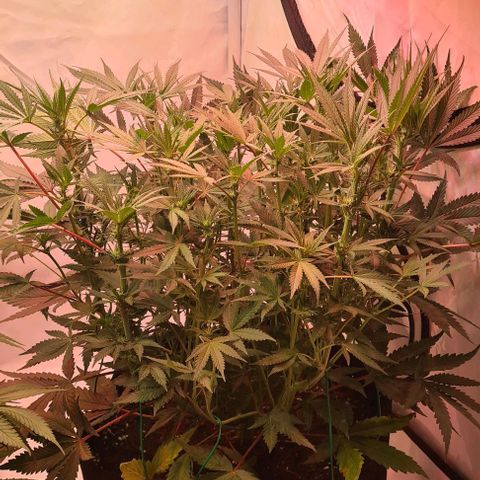 Odd growlog timeline photo