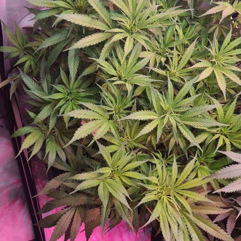 Watermelon x Zkitlles La Semilla growlog timeline photo