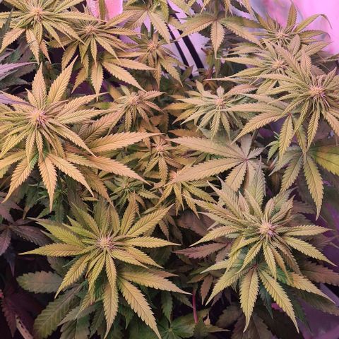 Skunk #1 growlog timeline photo