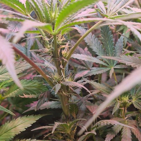 Odd growlog timeline photo