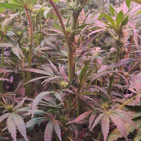 Odd growlog timeline photo