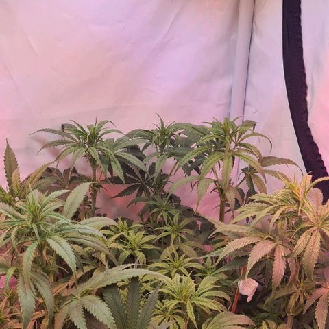 Cookie Gelato  growlog timeline photo