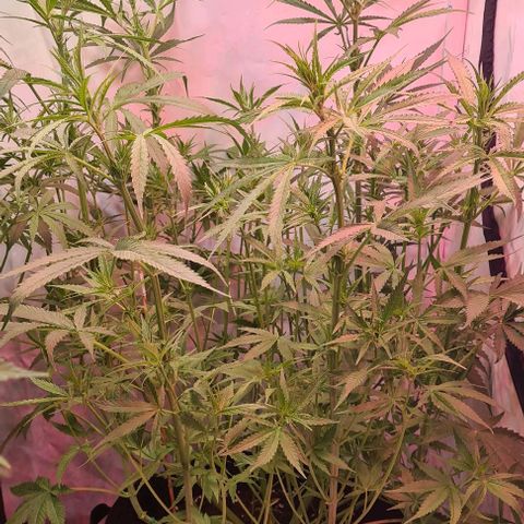 Cookie Gelato  growlog timeline photo