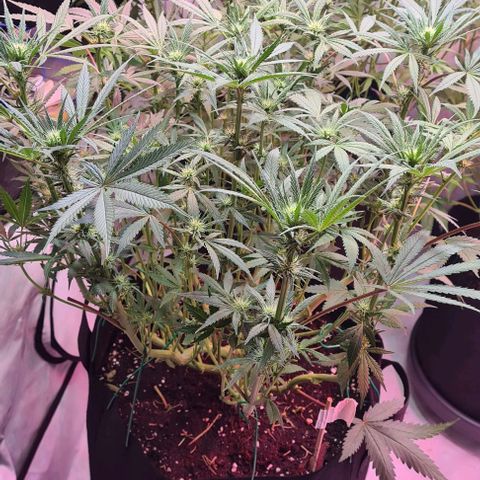 Odd growlog timeline photo