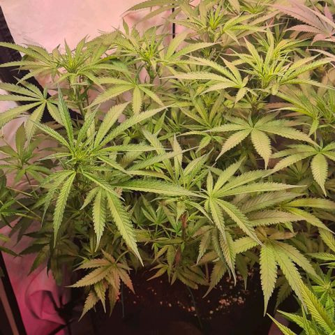 Watermelon x Zkitlles La Semilla growlog timeline photo