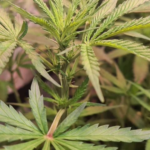 Watermelon x Zkitlles La Semilla growlog timeline photo
