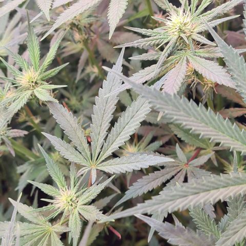 Odd growlog timeline photo