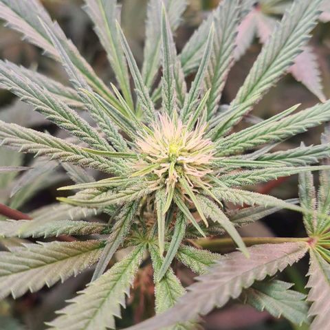 Odd growlog timeline photo