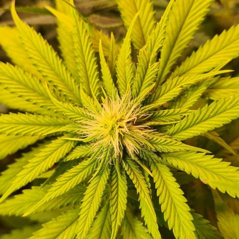 Skunk #1 growlog timeline photo