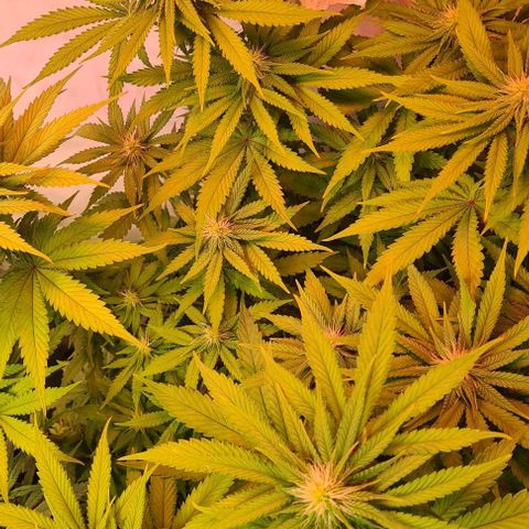 Skunk #1 growlog timeline photo
