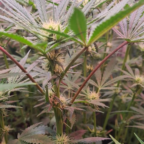 Odd growlog timeline photo