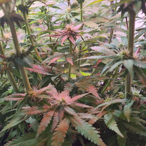 Skunk #1 growlog timeline photo