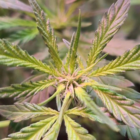 Watermelon x Zkitlles La Semilla growlog timeline photo