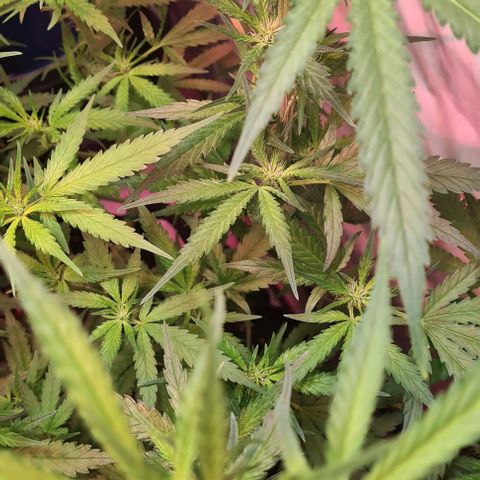 Watermelon x Zkitlles La Semilla growlog timeline photo