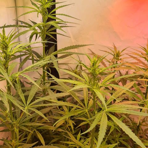 Cookie Gelato  growlog timeline photo