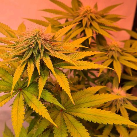 Skunk #1 growlog timeline photo