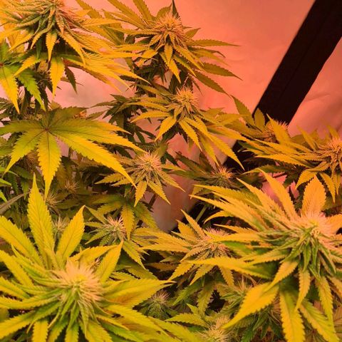 Skunk #1 growlog timeline photo