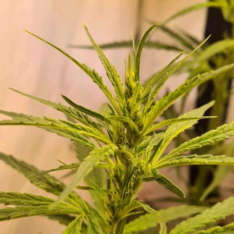 Cookie Gelato  growlog timeline photo