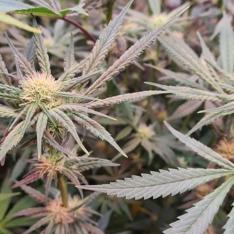 Odd growlog timeline photo