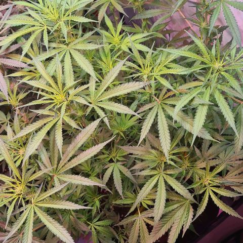 Watermelon x Zkitlles La Semilla growlog timeline photo